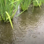 rice field